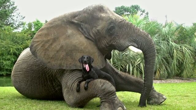 別種だって仲良く出来るさ!実際仲良しな動物たちが素晴らしく可愛いCM映像