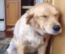 α�����������Ӥ餷���ȿͤ�õ�ġĤ����餹���˸��Ĥ��ä�