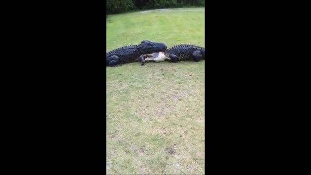 怪獣大決戦。ゴルフ場で大きなワニ2匹の壮絶バトルが撮影される