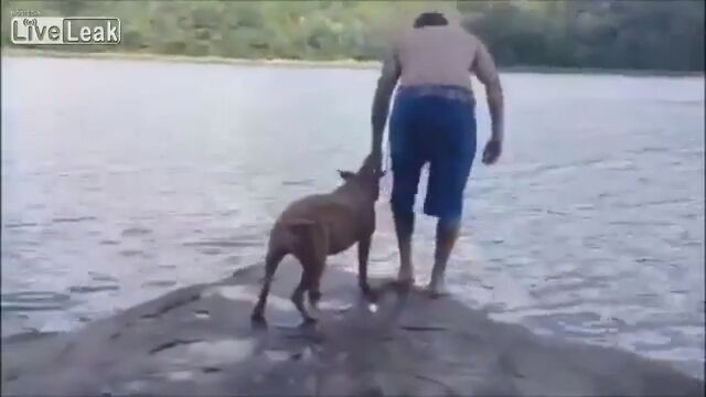 「大変!ご主人が落ちた!!」慌てて助けに向かう犬が愛おしい
