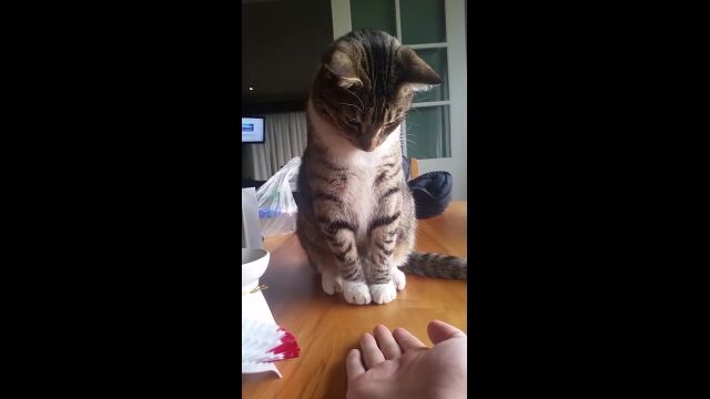 ǭ��­���˼������ޤ������Ρ�ǭ��ȿ��������ä�����