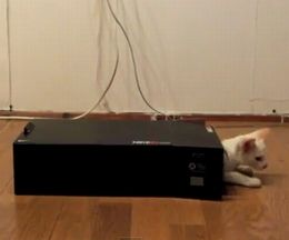 ����Ϥ�������С��ȥ�ͥ롣��֤��礭���ʤä��㤦ǭ