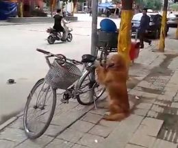 自転車の盗難防止に最適かつ可愛い忠犬