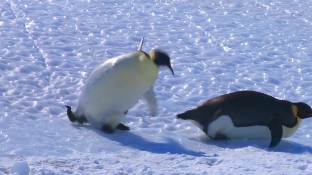 滑って転んで落っこちて。ペンギンたちの失敗を集めた可愛くも時々痛々しい映像集 その2