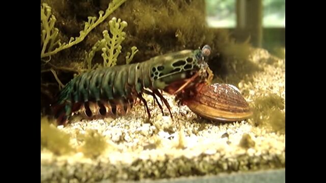 �����ʥѥ�����٤�á���Ĥ���������γ��̤��륷�㥳