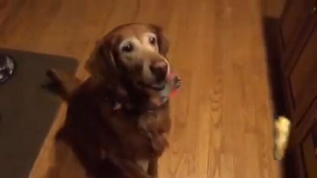 エサのキャッチが下手すぎる犬、ラッキーちゃんをスローモーションで見てみた