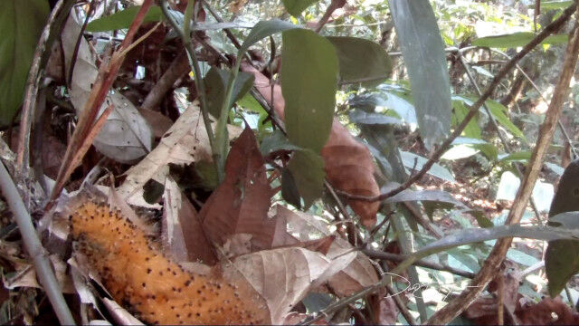 毛虫そっくりに擬態するハイイロモンキタイランチョウの雛鳥
