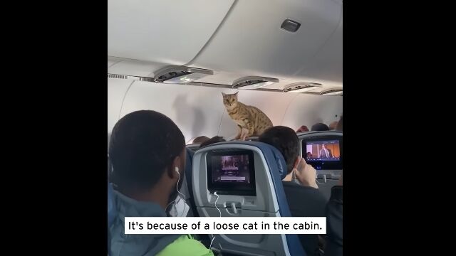デルタ航空の飛行機内で猫が脱走、捕まえるまで遅延となった機内の様子
