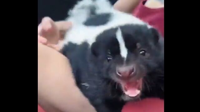 体は小さいけど強気な態度のスカンクさん