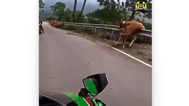 ガードレールにハマったウシに遭遇したバイク乗り、頑張って助ける
