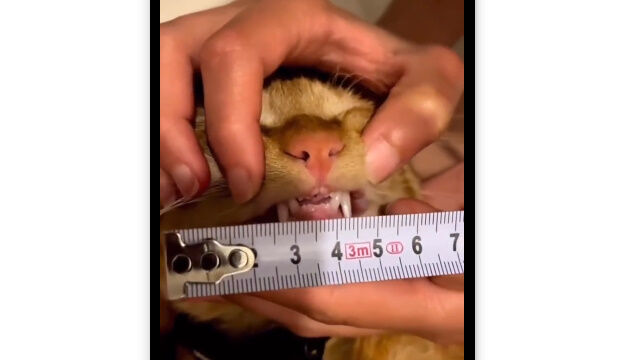 ǭβ¬äƤСȹԸܺͭѤǽ