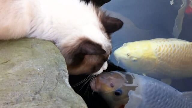 ���ǭ�δ֤ˤ⡢ͧ��ϲ�������餷����