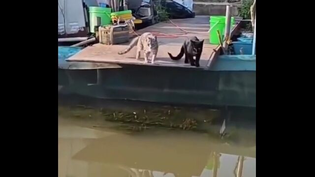 コピペしたみたいによく似てる動物たちの映像集