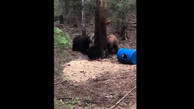 ��Ϣ����쥰��Ʊ�Τ��襤���������������񤹤�ҥ��ޤ�����äȲİ���