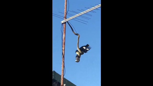 إӤƥӥƥʤαޤä饹α᤿إӤƤ