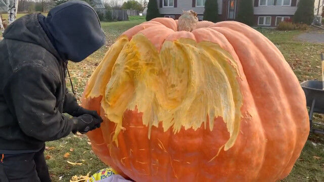 Ť880ʥǰ֥ǥܥ˥ɥ饴ĦĦ