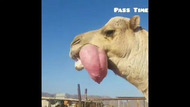 ��������¡���Ǥ��饯�����˿������Υ����Υ饯���ϡ��ǥ��ȸƤФ��ԥ󥯿��δﴱ���Ǥ��Ф�