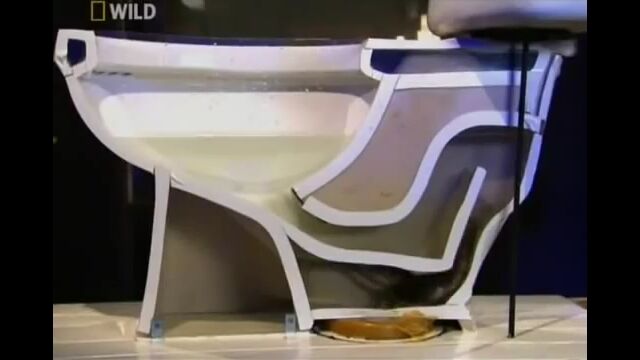 何てこった…。ネズミは水洗トイレの水の中から家に侵入することがあるらしい