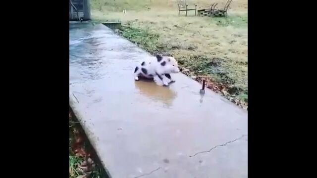 凍りついた坂道を登れず滑っちゃう子豚がかなり可愛い
