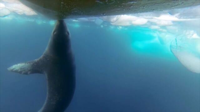 こりゃ楽チン。カヤックを発見して船底にしがみつくヒョウアザラシ