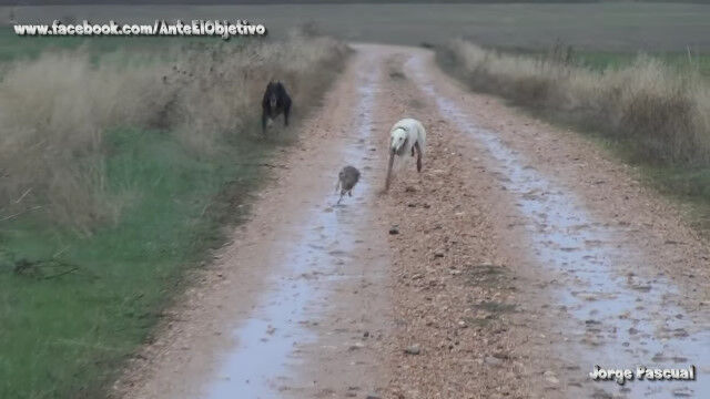 ƨ������������ɤ����쥤�ϥ���ɡ��ԥ��ԡ��ɤ��ɤ��ɤ��롢̿�������ɤ������ä���������