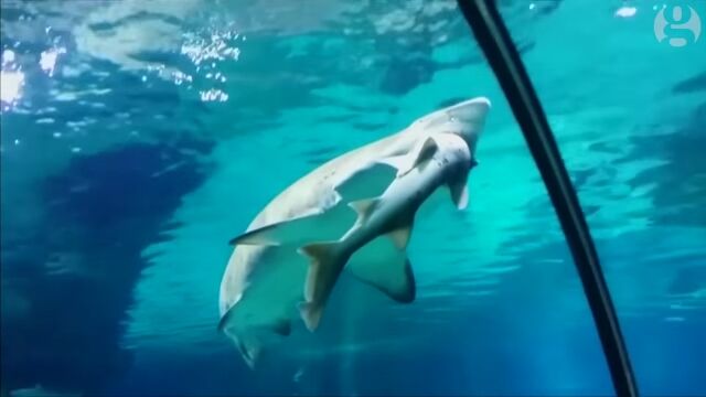 巨大ザメが小型のサメを丸呑み!韓国の水族館で驚きの光景が撮影される