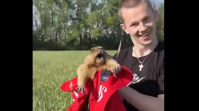 人間に捕まったマーモットさん、絶望の叫び