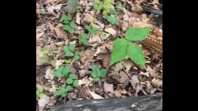 珍しいキノコを発見して喜んでいたら、隣にもすごいモノがいるのを発見した瞬間