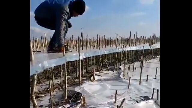 ���̤��ä��������������Ĥ��ƻĤ��줿���ʤ�����