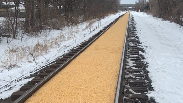 トウモロコシが線路一面、キレイに敷き詰められた風景。貨物列車からトウモロコシがこぼれ落ちたことでこの状態に