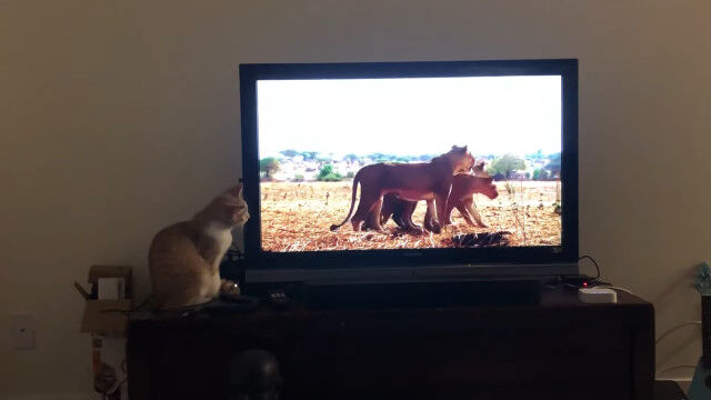 ǭ󡢥ƥӤ˱Ǥä饤η˹ήʤ