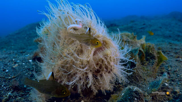 �������Ǥ����������ʤ������󤰤��ä�����η������������Ǥ��ʤ�®���ǳ�ʪ���Ῡ���륫���륢�󥳥�