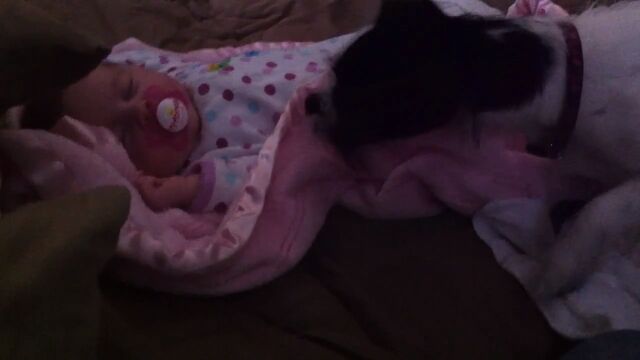 �֤ۤ�ۤ����٤Ҥ���פȡ��֤����˥֥�󥱥åȤ򤫤��Ƥ����븤�Υߥ�