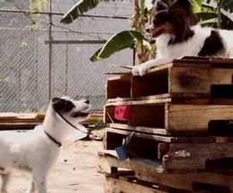 ����Ӥ��餱�������������븤���������������硼�ȥե���ࡡPlay Dead