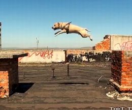 ����ķ�ӡ��ɤ����롢������ĥ��ѥ륯����