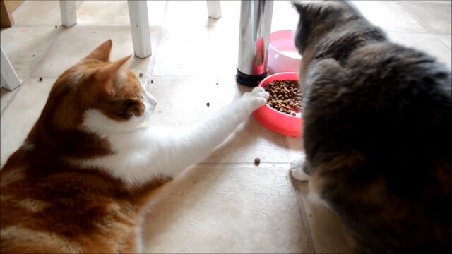 �Х�ʤ��褦�ˤ��ä���ȡġ�ͧǭ�Υ����򾡼�˼긵�˰����󤻤�ǭ