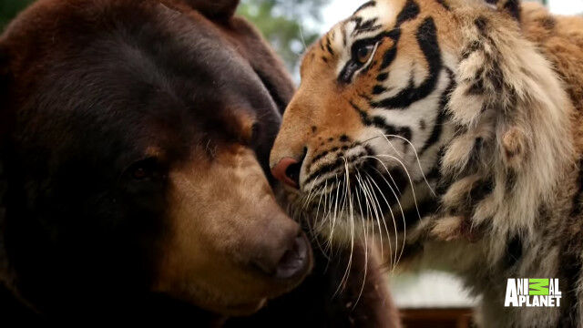 猛獣三兄弟。仲良しなクマ、トラ、ライオンが、恐ろしいけど可愛い