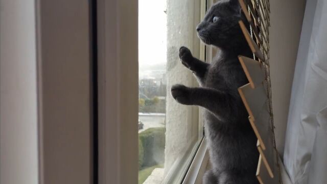 舞い散る粉雪を生まれて初めて目にした猫の反応