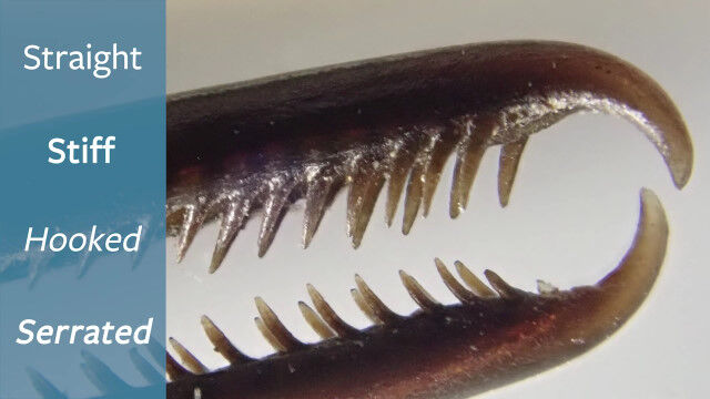 肉食獣のごとき凶悪さ。南アメリカの一部のハチドリは、戦うためにクチバシを進化させている