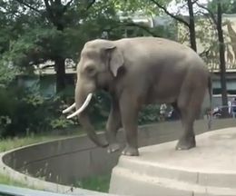 �褯���ʤ륾����ɡ�����Ф���륦�󥳤ˤ��ѿ�