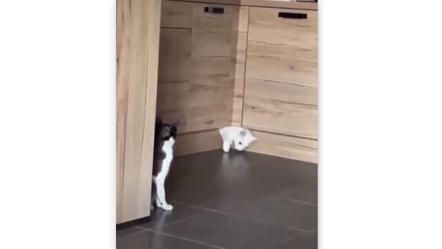 やっぱり猫は液体だったじゃないか!……と思わずにはいられない瞬間