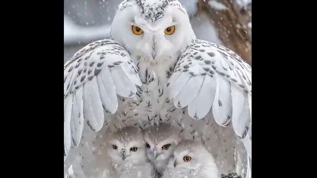 降りしきる雪から雛を守る、親フクロウの愛