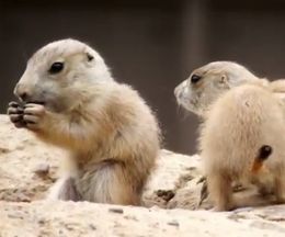 コロコロ可愛い、ミネソタ動物園で生まれたばかりのプレーリードッグの赤ちゃんたち