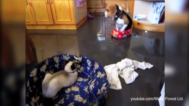 猫は一体なぜ犬の寝床を奪うのだろうか？という映像集