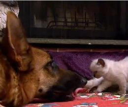 5ɤ�ξ����ʻ�ǭ�����ν�ؤ�äƤ������礭�ʥ��㡼�ޥ󥷥��ѡ��ɸ�