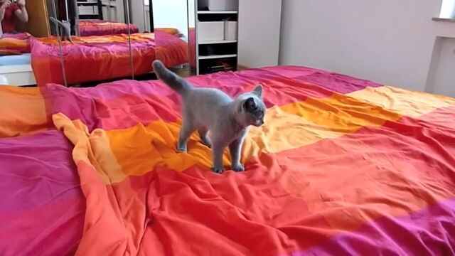 �֥��å��ˤ⥳�å��ˤ�ʤ󤫤��롪�׹�碌���˹Ӥ֤�����3����λ�ǭ