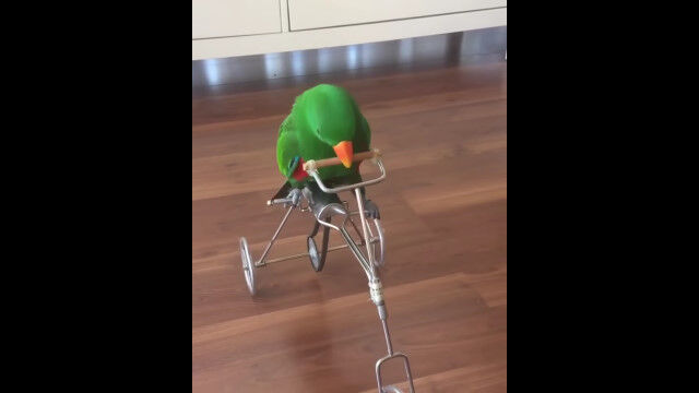 ��������ǻ��ؼ֤��椲�롪���󥳤θ�������äѤꤹ����