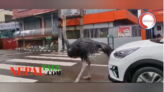 �ͥѡ���γ��ʤ���ϩ��˥����祦�����ס����̤�˸���ˤʤäƤ��ޤ�����