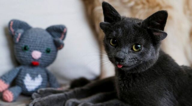 遺伝子変異で4つの耳を持つ猫、ミダス。見事な4つ耳がSNS上で話題に