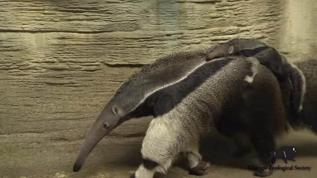 �������ꥯ�����֤����⡢�ʹ֤�Ʊ��������֤��繥��